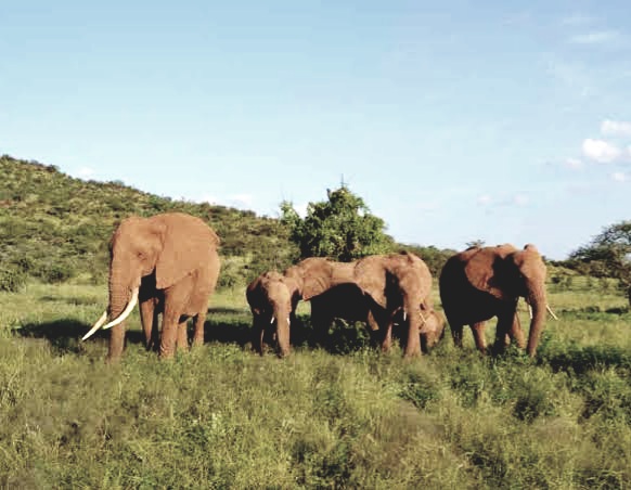 Elephant attack house in Alipurduar; Elderly couple narrowly gateway death