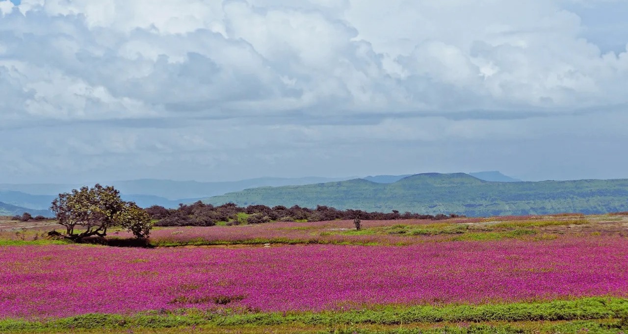 Go to Kaas Plateau to see the colorful flowers float across the horizon