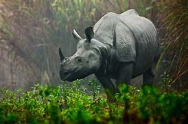 Assam CM states about drop of rhino poaching since 2016