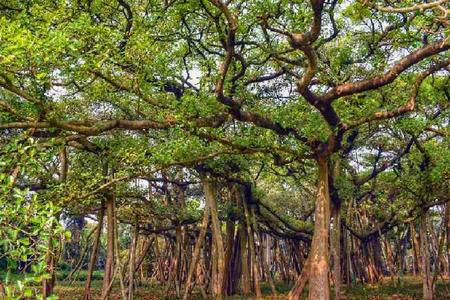 Assam CM reassures preservation of trees in Dighalipukhuri amidst protest